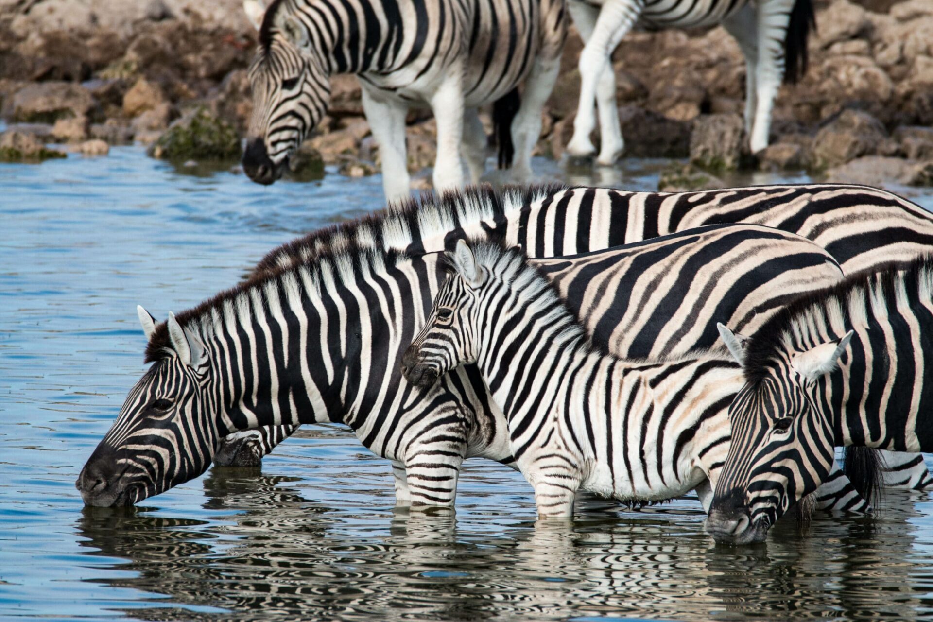 Watching zebras at a waterhole on safari in Etosha National Park, Namibia, Africa