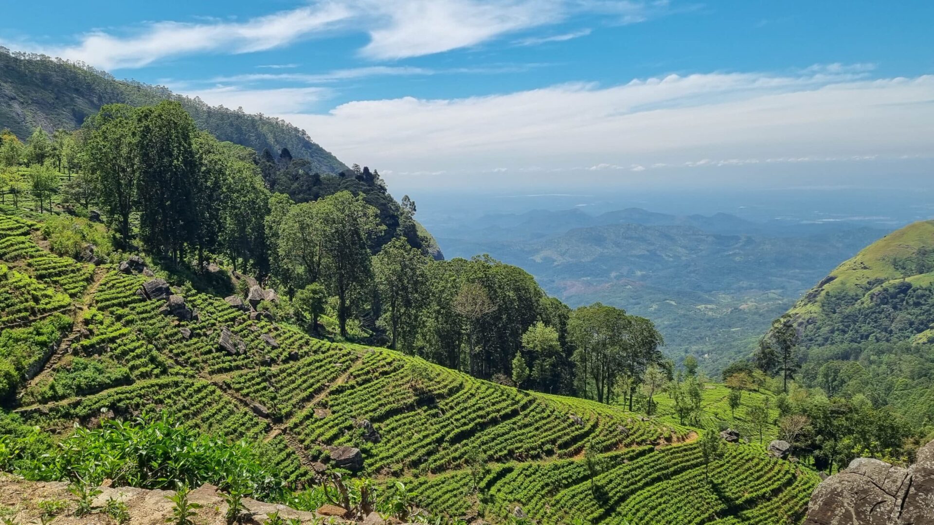 Picturesque tea plantation in Sri Lanka, highlighting lush green hills and world-famous tea estates