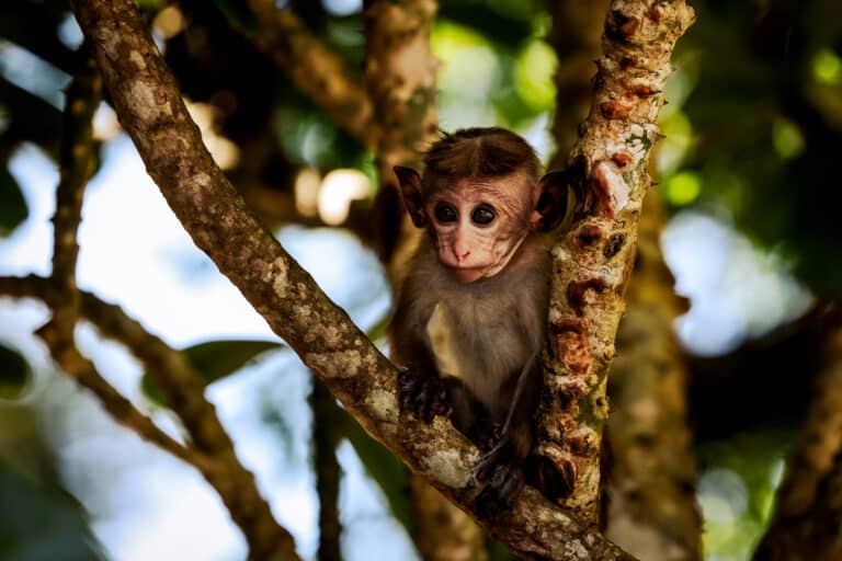 Hambantota (Sri Lanka)