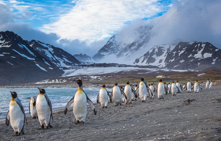 South Georgia Island, Atlantic Ocean