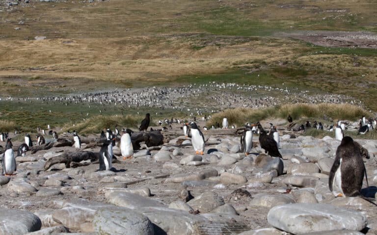 New Island to Westpoint Island, Falkland Islands