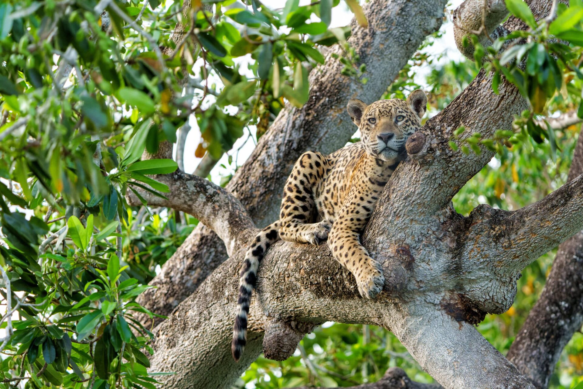 Jaguar (Panthera onca) resting in a tree in the Northern Pantanal in Mata Grosso in Brazil